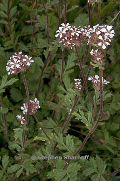 horkelia fusca var parviflora 1 graphic